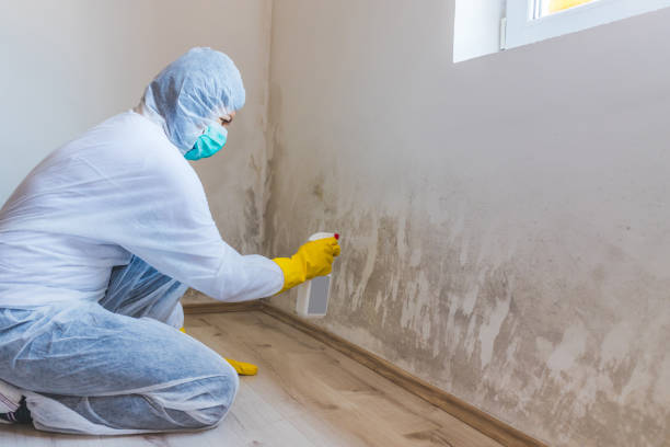 Licensed Mold Testing service in Auburn, GA - WQB Mold Removal